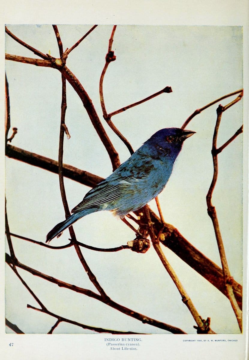 Birds and nature..Chicago, Ill. :A.W. Mumford, Publisher,1900-1907.. |  | Vintage Print Reproduction 462338