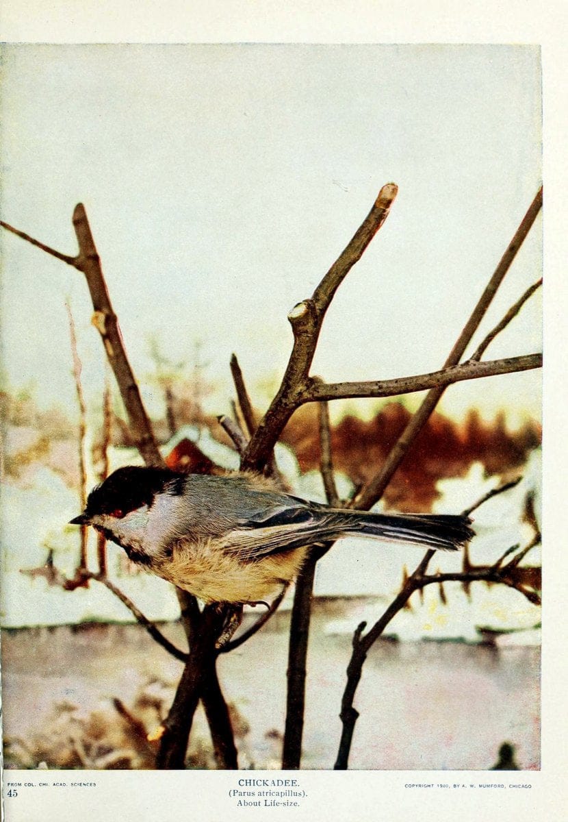 Birds and nature..Chicago, Ill. :A.W. Mumford, Publisher,1900-1907.. |  | Vintage Print Reproduction 462339