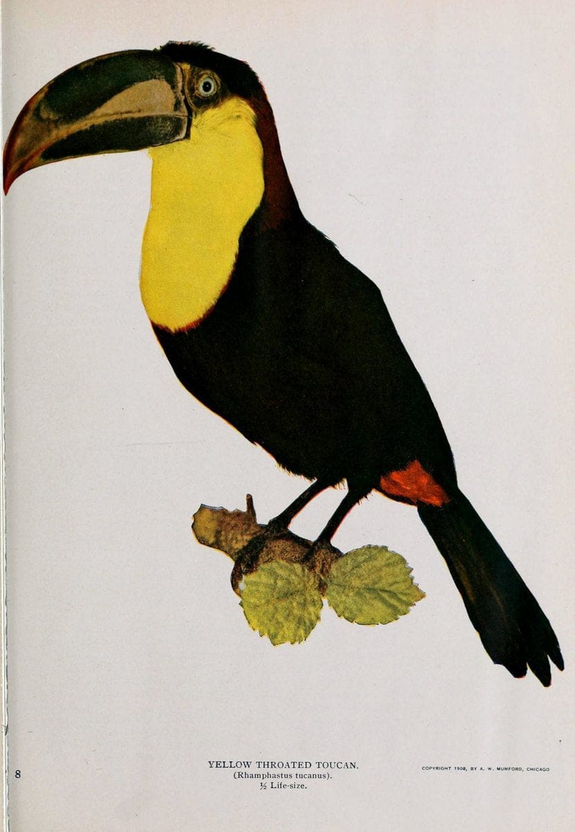 Birds and nature..Chicago, Ill. :A.W. Mumford, Publisher,1900-1907.. |  | Vintage Print Reproduction 462340