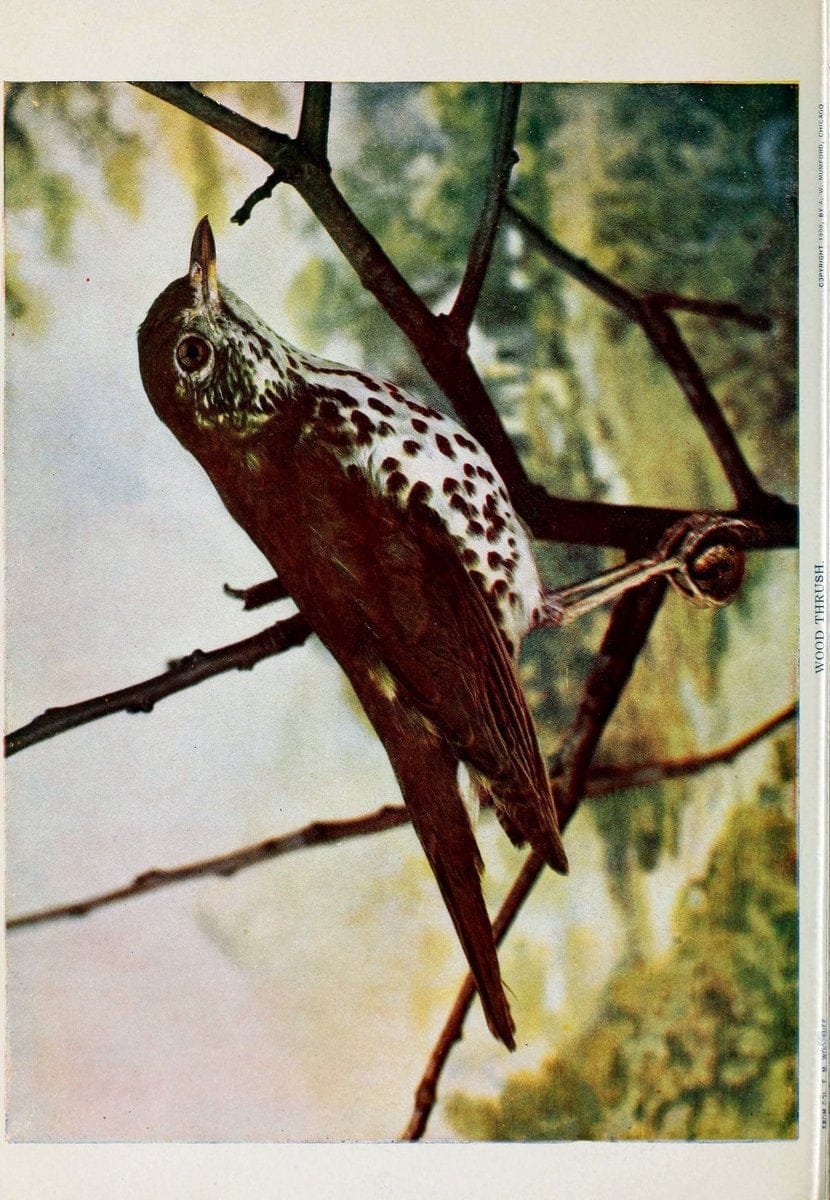 Birds and nature..Chicago, Ill. :A.W. Mumford, Publisher,1900-1907.. |  | Vintage Print Reproduction 462341