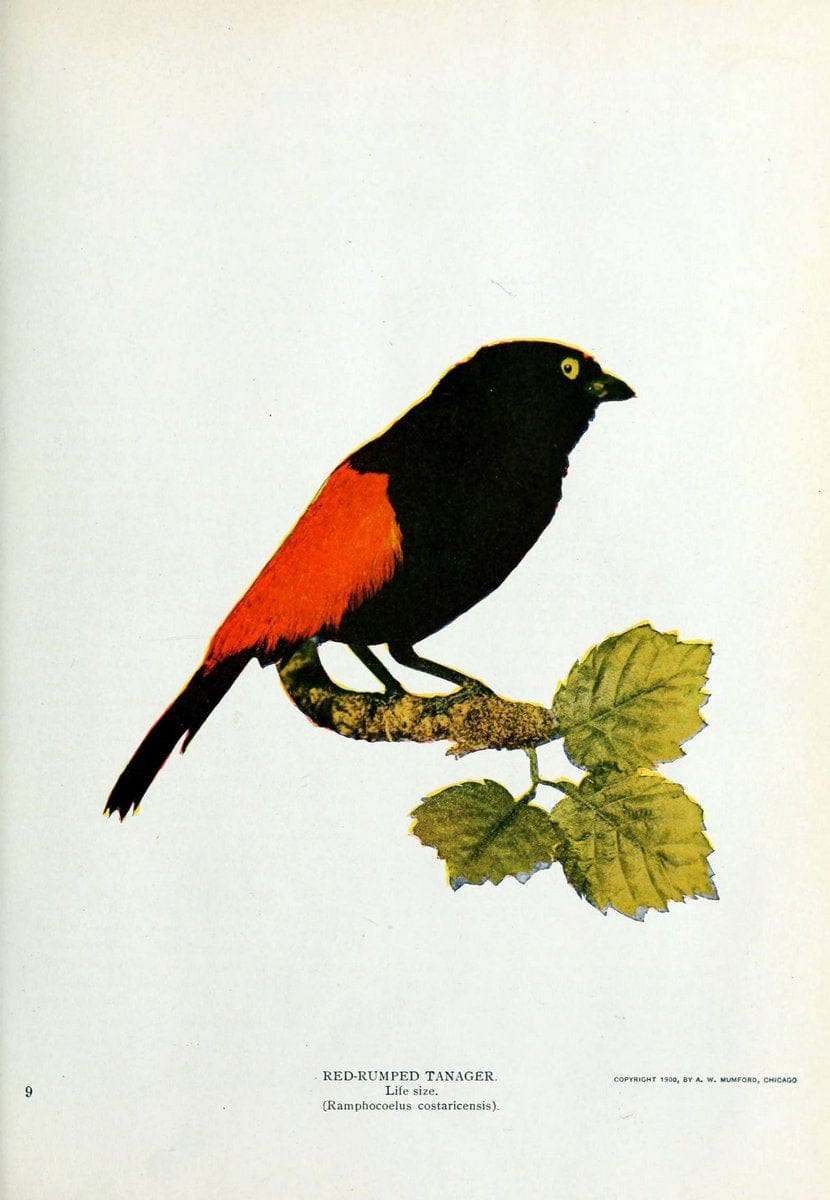Birds and nature..Chicago, Ill. :A.W. Mumford, Publisher,1900-1907.. |  | Vintage Print Reproduction 462342