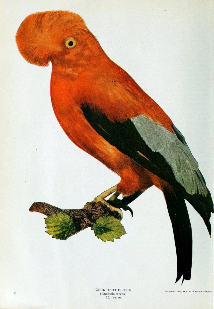 Birds and nature..Chicago, Ill. :A.W. Mumford, Publisher,1900-1907.. |  | Vintage Print Reproduction 462343