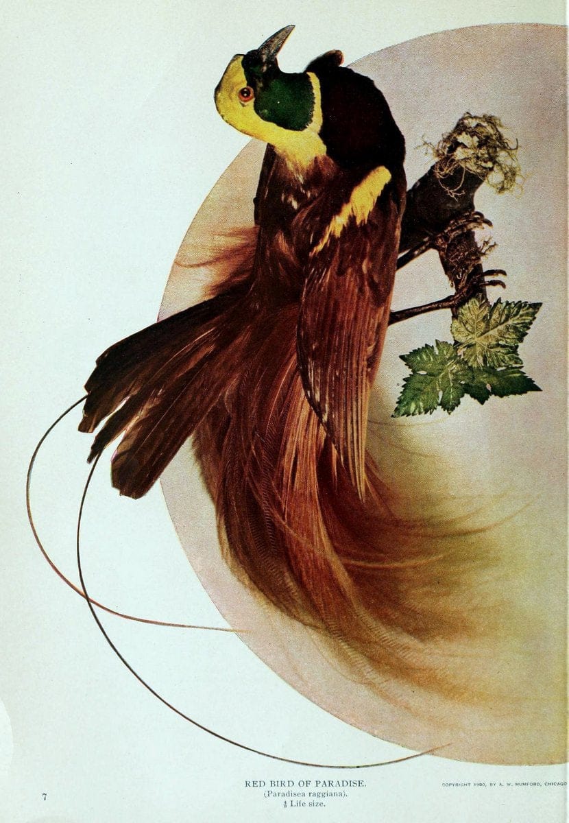 Birds and nature..Chicago, Ill. :A.W. Mumford, Publisher,1900-1907.. |  | Vintage Print Reproduction 462344
