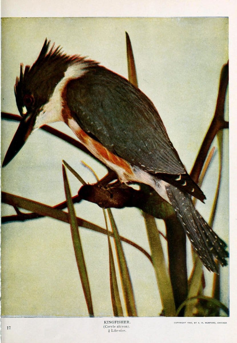Birds and nature..Chicago, Ill. :A.W. Mumford, Publisher,1900-1907.. |  | Vintage Print Reproduction 462345
