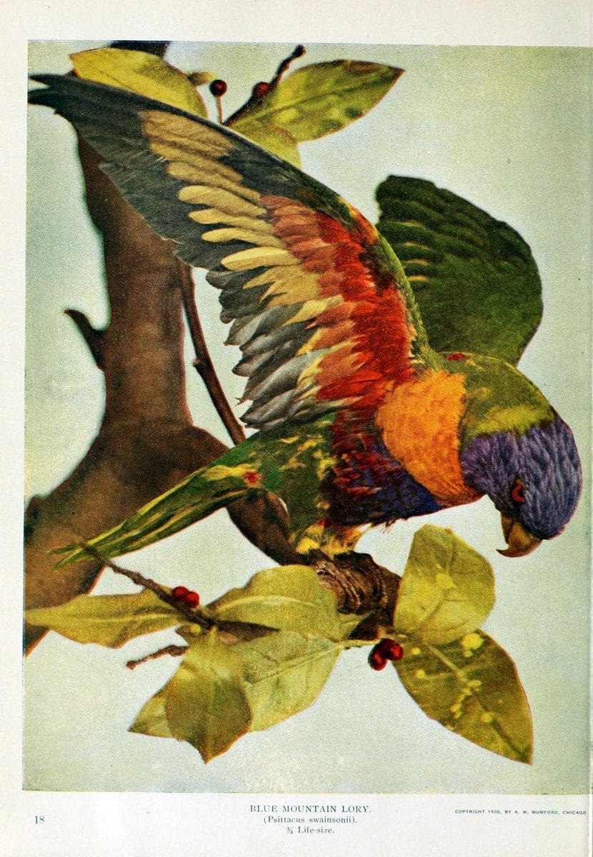 Birds and nature..Chicago, Ill. :A.W. Mumford, Publisher,1900-1907.. |  | Vintage Print Reproduction 462346