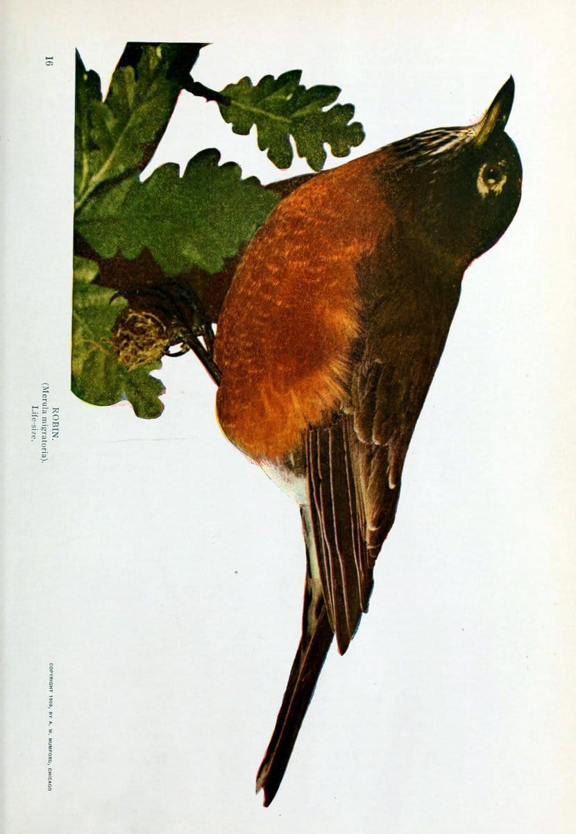 Birds and nature..Chicago, Ill. :A.W. Mumford, Publisher,1900-1907.. |  | Vintage Print Reproduction 462347