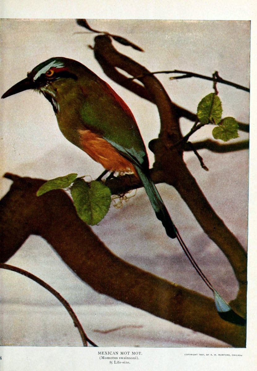 Birds and nature..Chicago, Ill. :A.W. Mumford, Publisher,1900-1907.. |  | Vintage Print Reproduction 462349