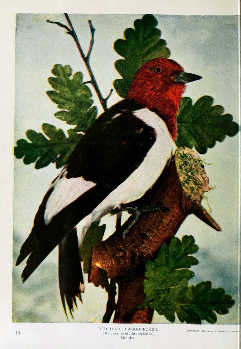 Birds and nature..Chicago, Ill. :A.W. Mumford, Publisher,1900-1907.. |  | Vintage Print Reproduction 462350