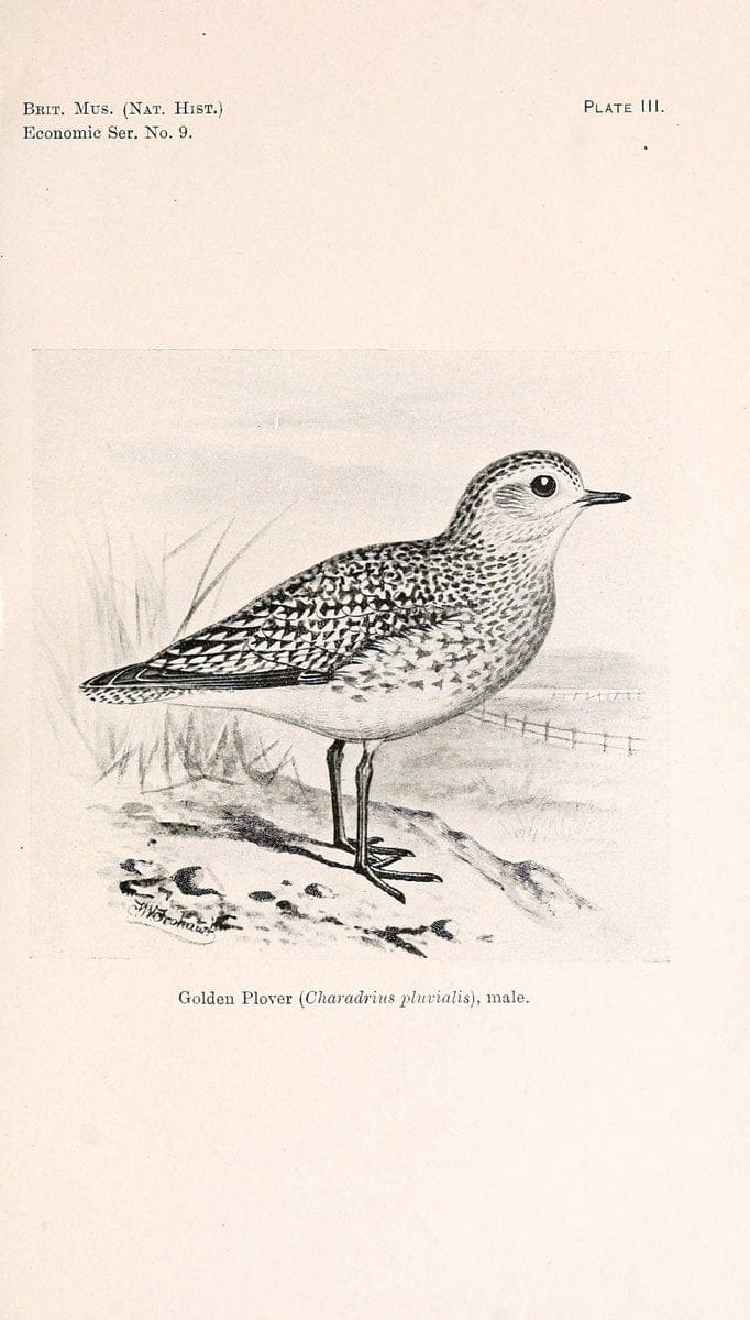 Birds beneficial to agriculture,.London,Printed by order of the Trustees of the British museum,1919.  | Birds  | Vintage Print Reproduction 462351