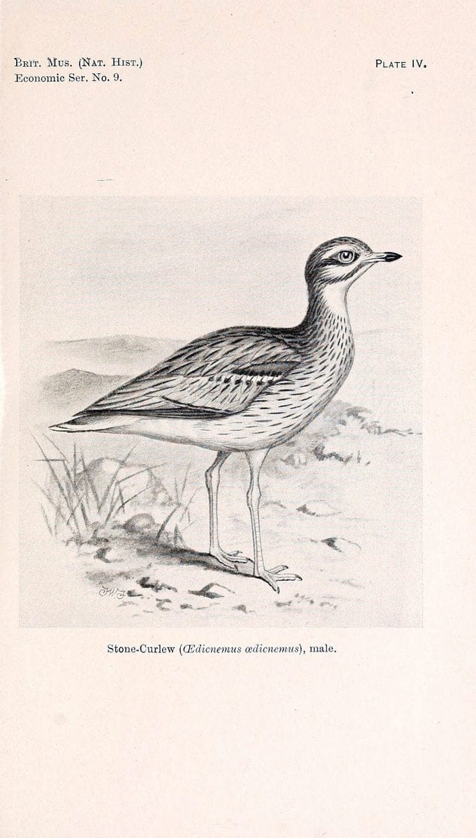 Birds beneficial to agriculture,.London,Printed by order of the Trustees of the British museum,1919.  | Birds  | Vintage Print Reproduction 462352