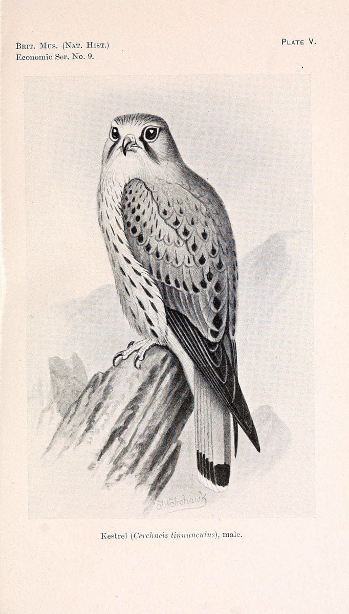 Birds beneficial to agriculture,.London,Printed by order of the Trustees of the British museum,1919.  | Birds  | Vintage Print Reproduction 462353