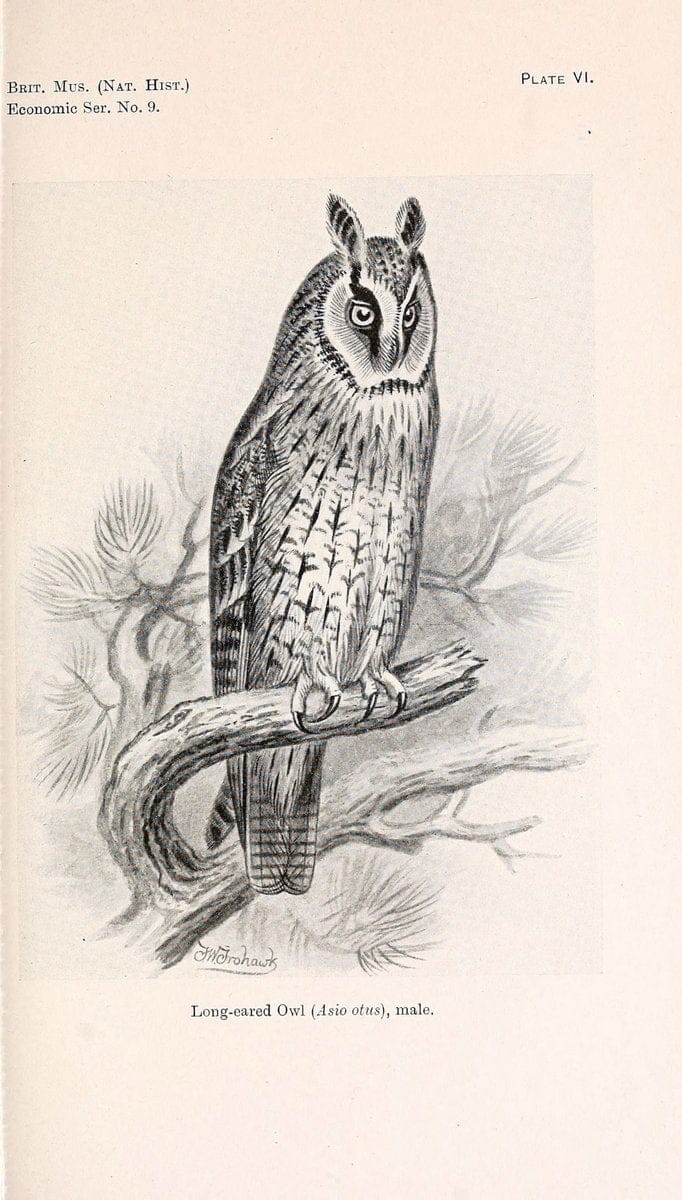 Birds beneficial to agriculture,.London,Printed by order of the Trustees of the British museum,1919.  | Birds  | Vintage Print Reproduction 462354