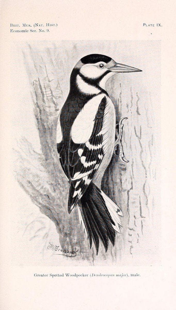 Birds beneficial to agriculture,.London,Printed by order of the Trustees of the British museum,1919.  | Birds  | Vintage Print Reproduction 462355