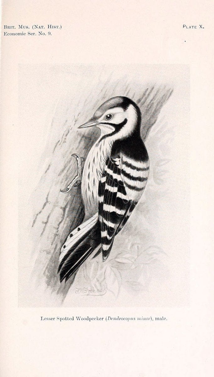 Birds beneficial to agriculture,.London,Printed by order of the Trustees of the British museum,1919.  | Birds  | Vintage Print Reproduction 462356