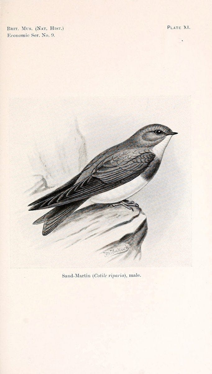 Birds beneficial to agriculture,.London,Printed by order of the Trustees of the British museum,1919.  | Birds  | Vintage Print Reproduction 462357