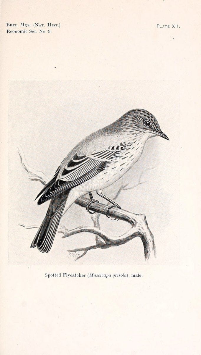 Birds beneficial to agriculture,.London,Printed by order of the Trustees of the British museum,1919.  | Birds  | Vintage Print Reproduction 462358