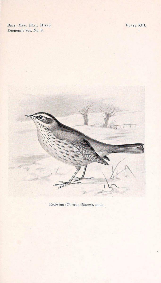Birds beneficial to agriculture,.London,Printed by order of the Trustees of the British museum,1919.  | Birds  | Vintage Print Reproduction 462359