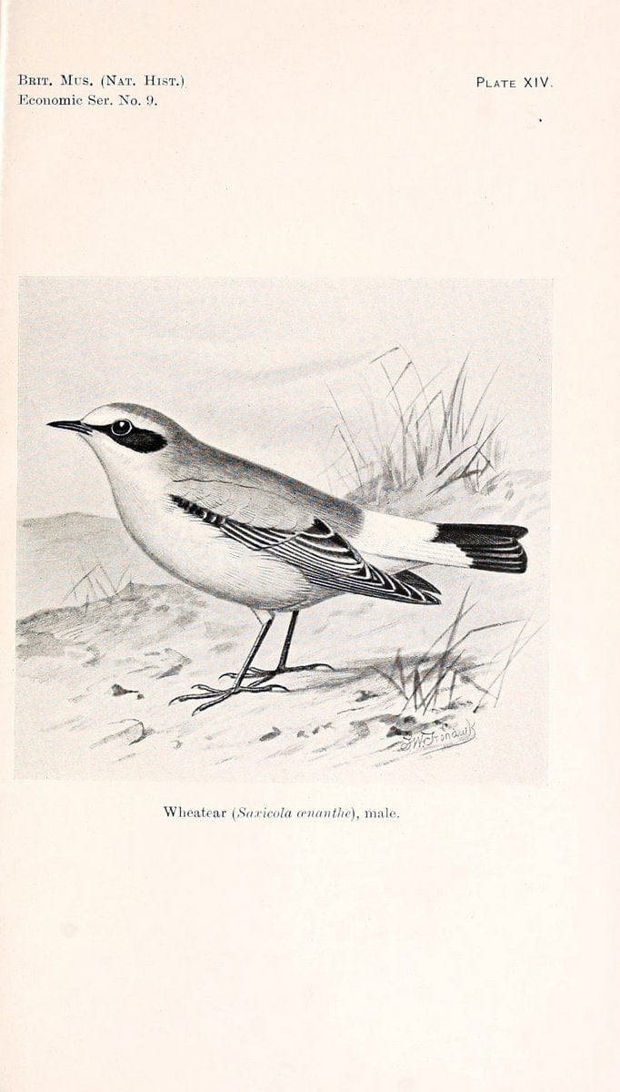 Birds beneficial to agriculture,.London,Printed by order of the Trustees of the British museum,1919.  | Birds  | Vintage Print Reproduction 462360