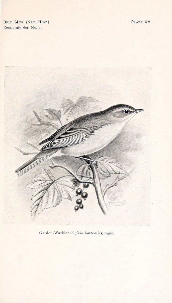 Birds beneficial to agriculture,.London,Printed by order of the Trustees of the British museum,1919.  | Birds  | Vintage Print Reproduction 462361