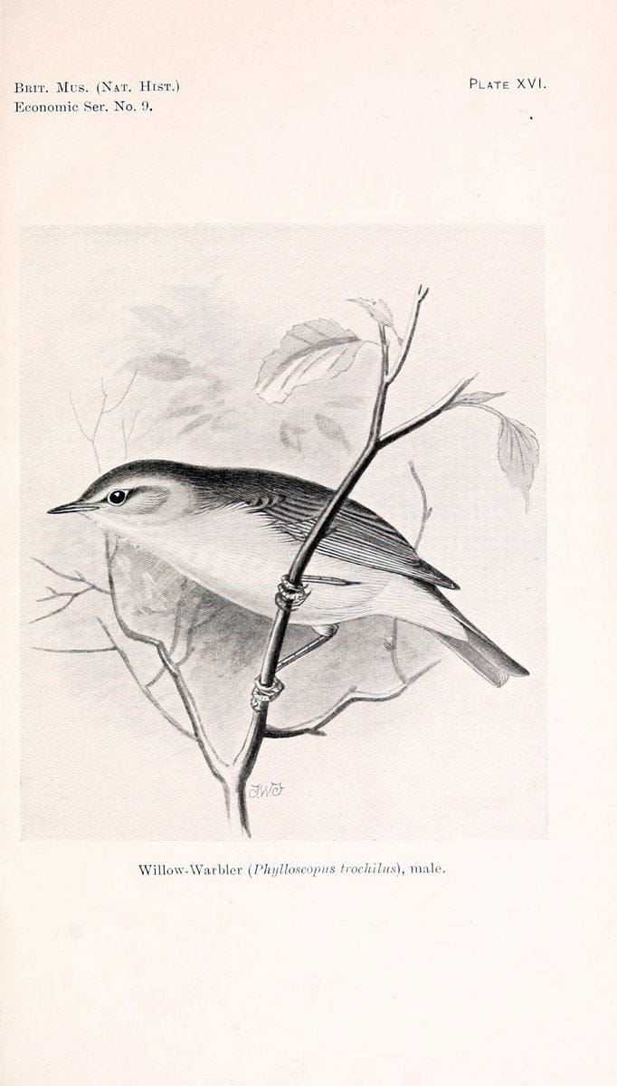 Birds beneficial to agriculture,.London,Printed by order of the Trustees of the British museum,1919.  | Birds  | Vintage Print Reproduction 462362