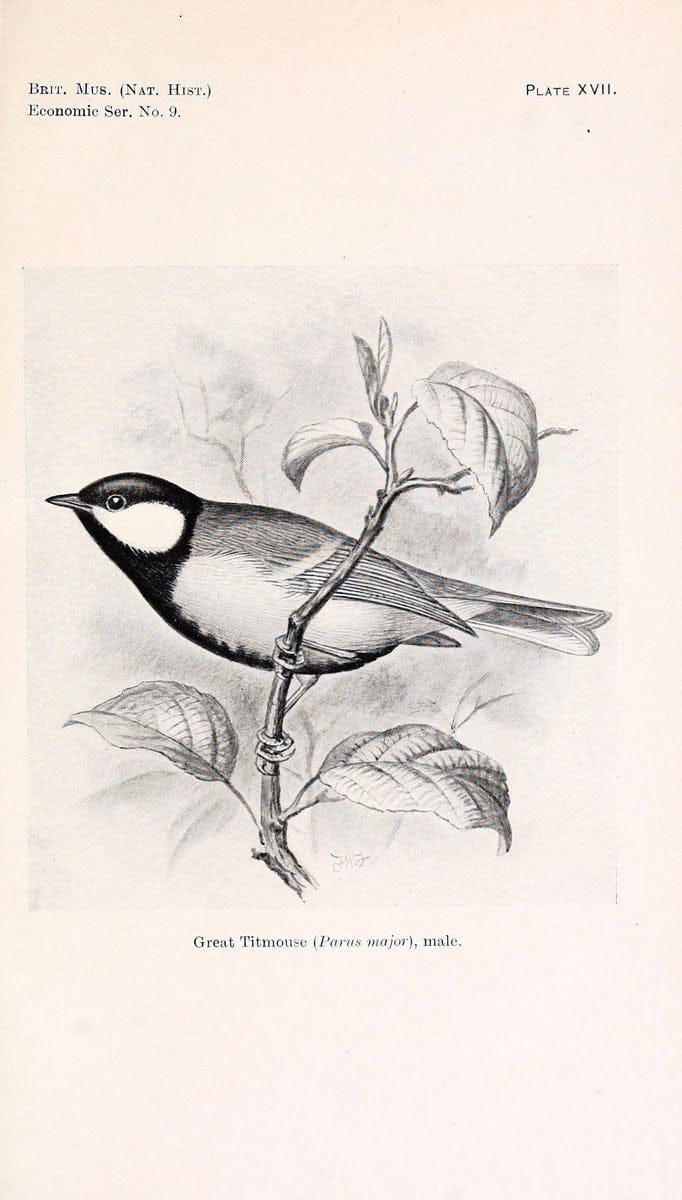 Birds beneficial to agriculture,.London,Printed by order of the Trustees of the British museum,1919.  | Birds  | Vintage Print Reproduction 462363