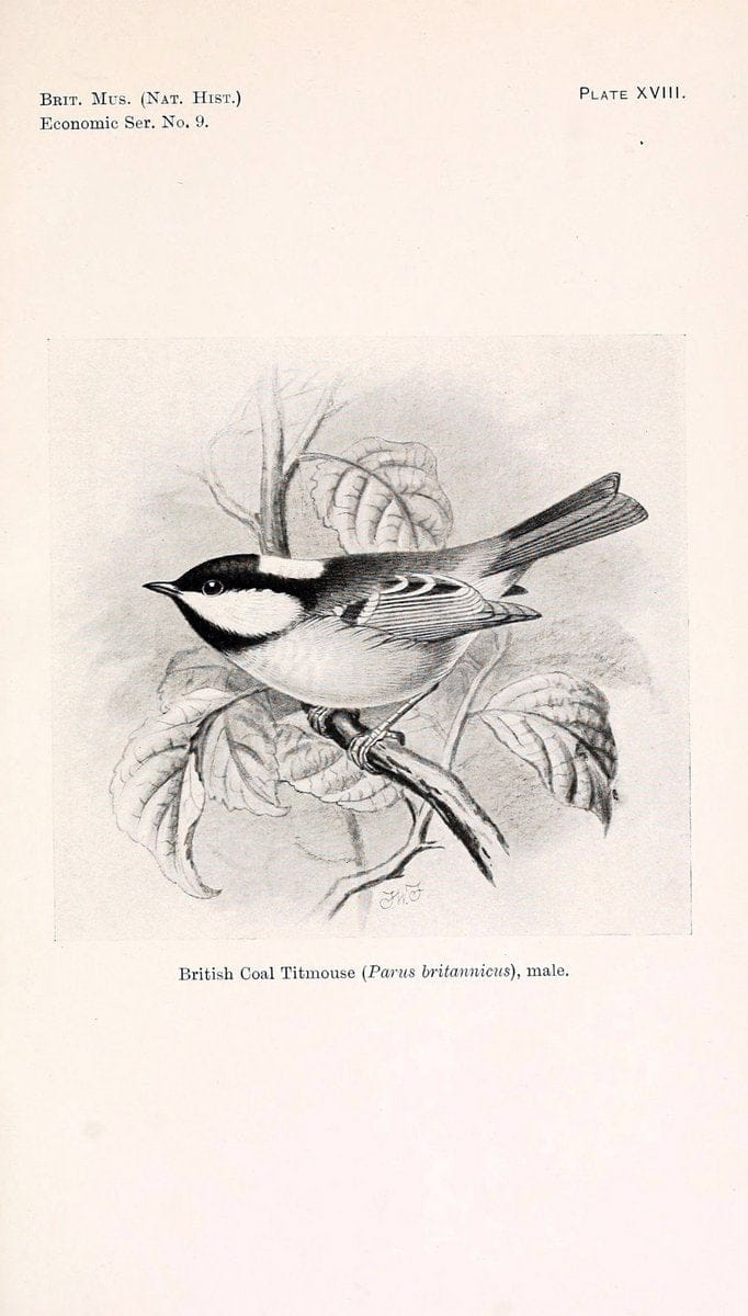 Birds beneficial to agriculture,.London,Printed by order of the Trustees of the British museum,1919.  | Birds  | Vintage Print Reproduction 462364