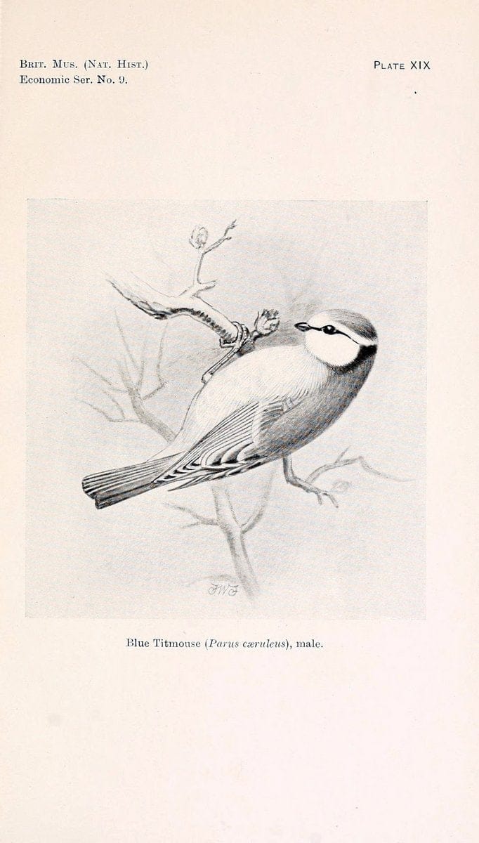 Birds beneficial to agriculture,.London,Printed by order of the Trustees of the British museum,1919.  | Birds  | Vintage Print Reproduction 462365