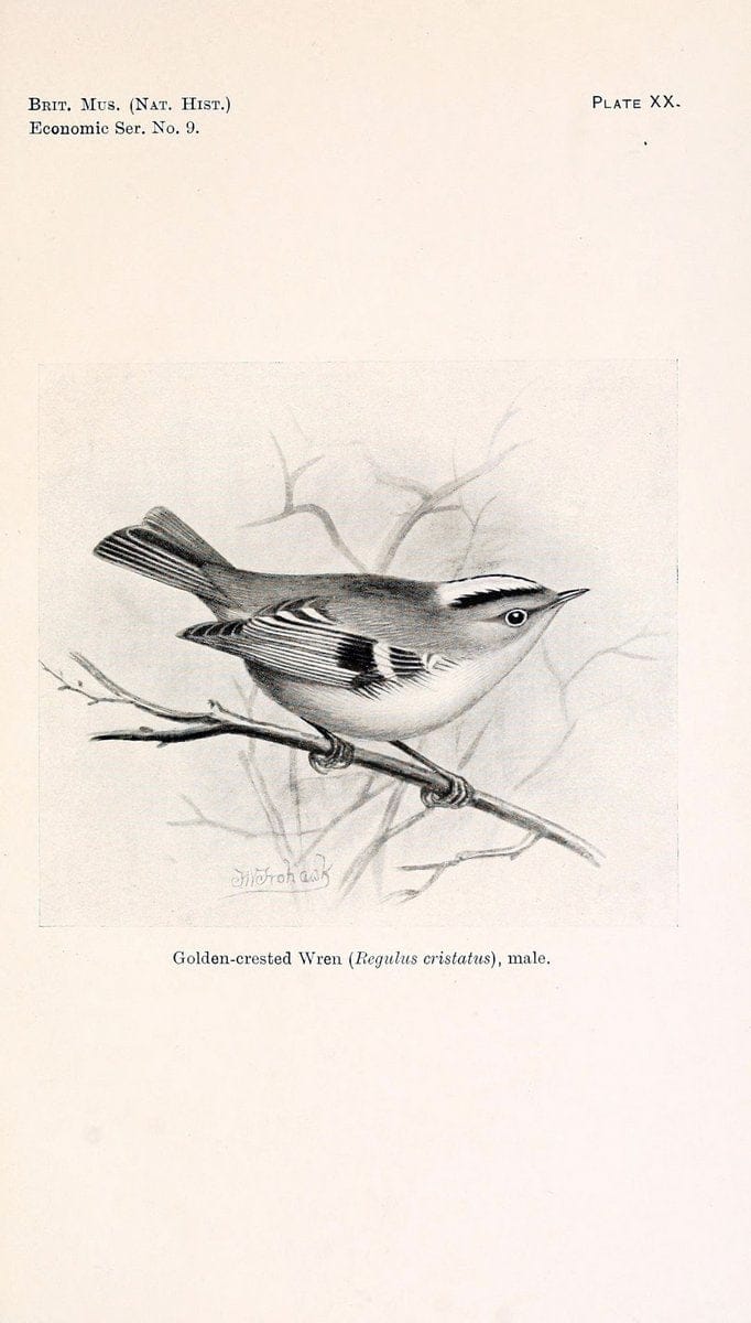 Birds beneficial to agriculture,.London,Printed by order of the Trustees of the British museum,1919.  | Birds  | Vintage Print Reproduction 462366