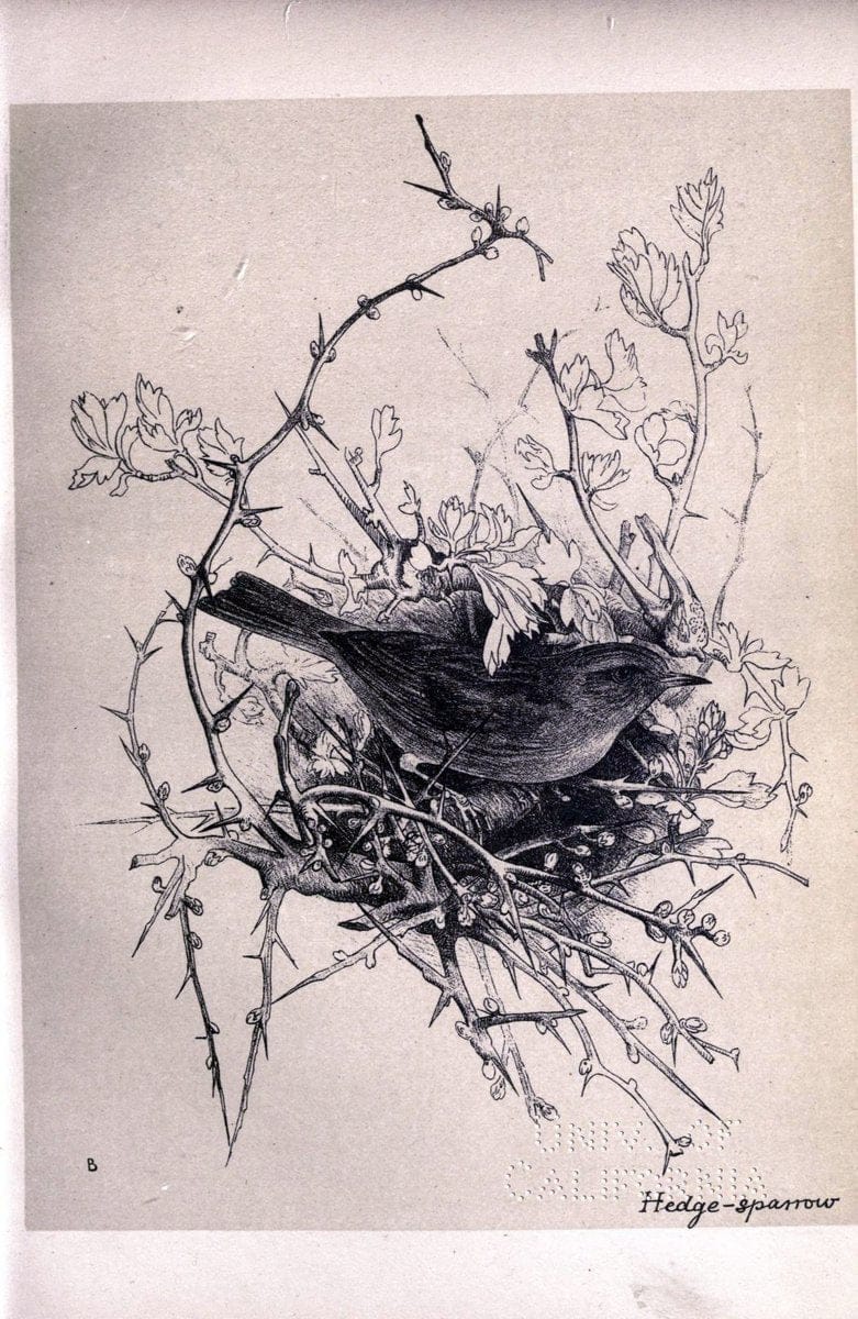 Birds from Moidart and elsewhere /.Edinburgh :David Douglas,1895.  | Birds Scotland  | Vintage Print Reproduction 462367
