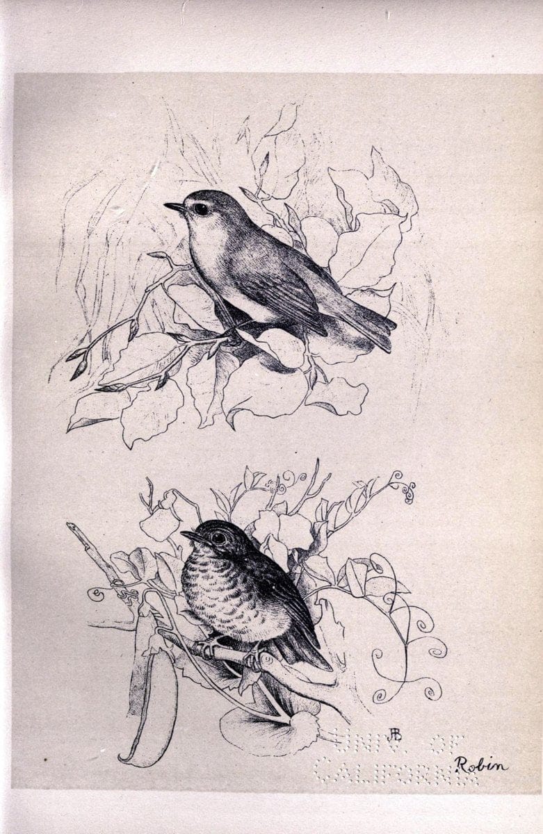 Birds from Moidart and elsewhere /.Edinburgh :David Douglas,1895.  | Birds Scotland  | Vintage Print Reproduction 462368