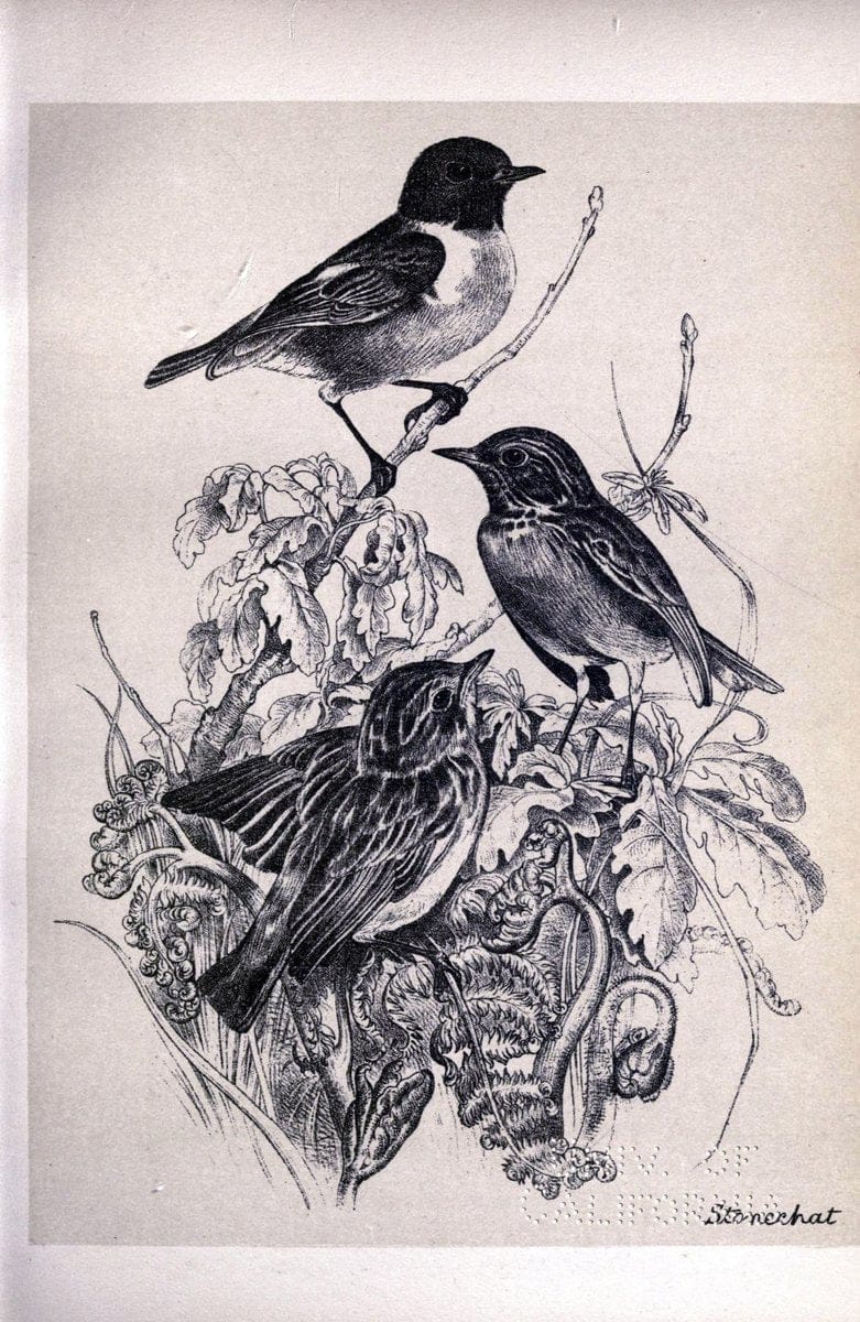 Birds from Moidart and elsewhere /.Edinburgh :David Douglas,1895.  | Birds Scotland  | Vintage Print Reproduction 462370