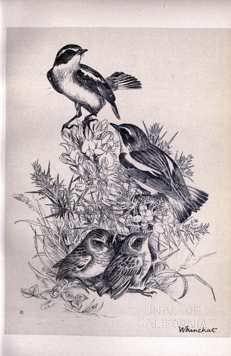 Birds from Moidart and elsewhere /.Edinburgh :David Douglas,1895.  | Birds Scotland  | Vintage Print Reproduction 462371