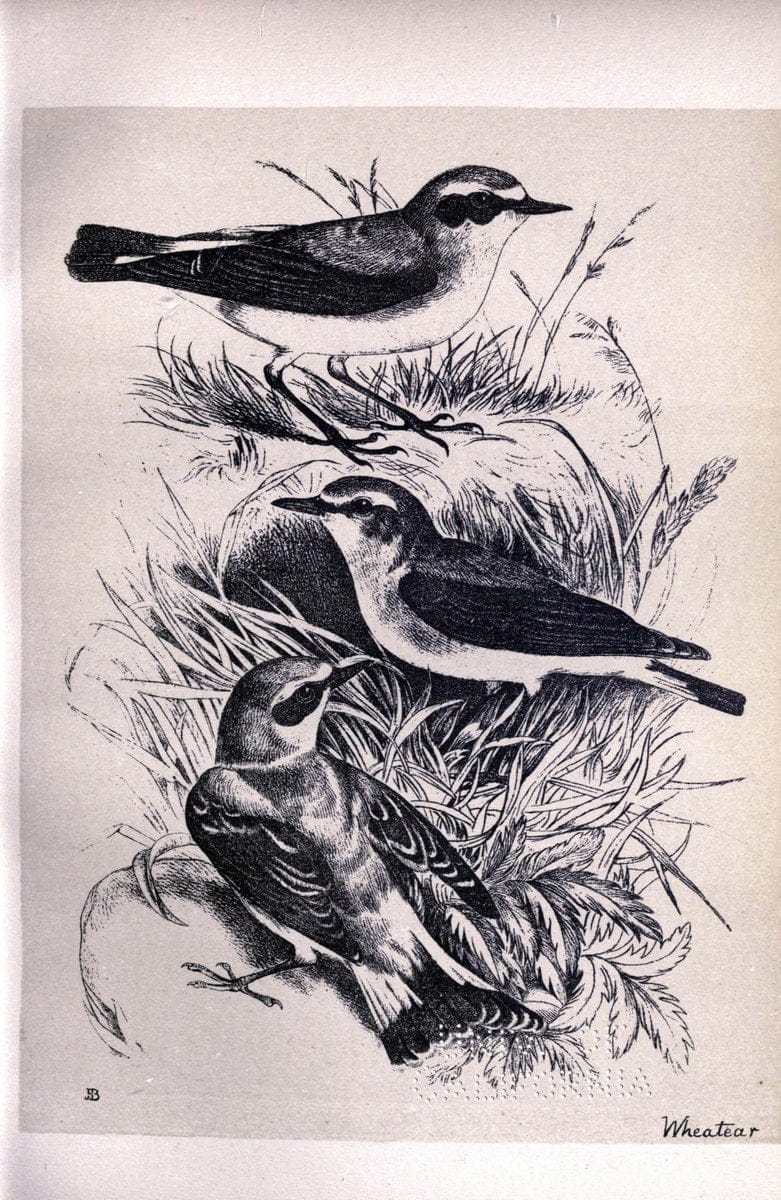 Birds from Moidart and elsewhere /.Edinburgh :David Douglas,1895.  | Birds Scotland  | Vintage Print Reproduction 462372