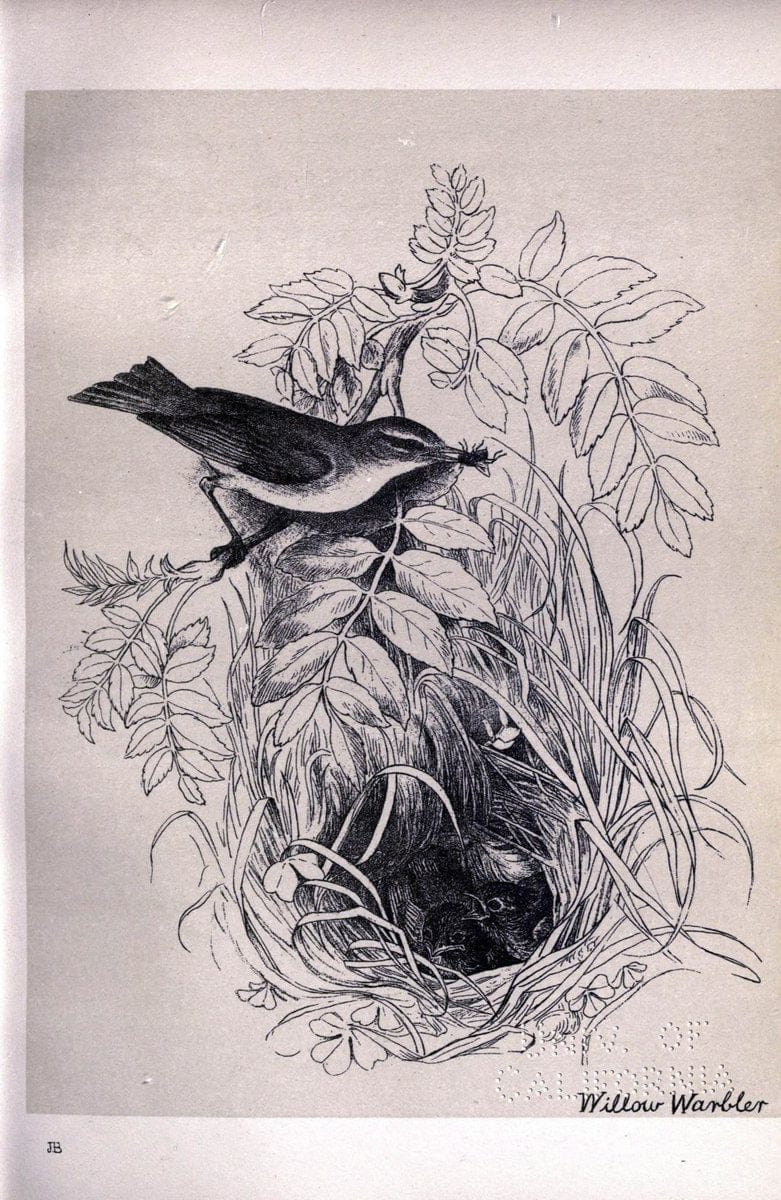 Birds from Moidart and elsewhere /.Edinburgh :David Douglas,1895.  | Birds Scotland  | Vintage Print Reproduction 462373