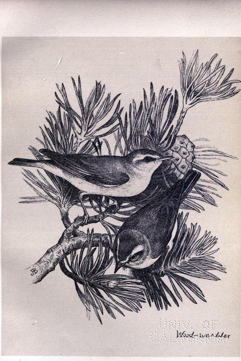 Birds from Moidart and elsewhere /.Edinburgh :David Douglas,1895.  | Birds Scotland  | Vintage Print Reproduction 462374