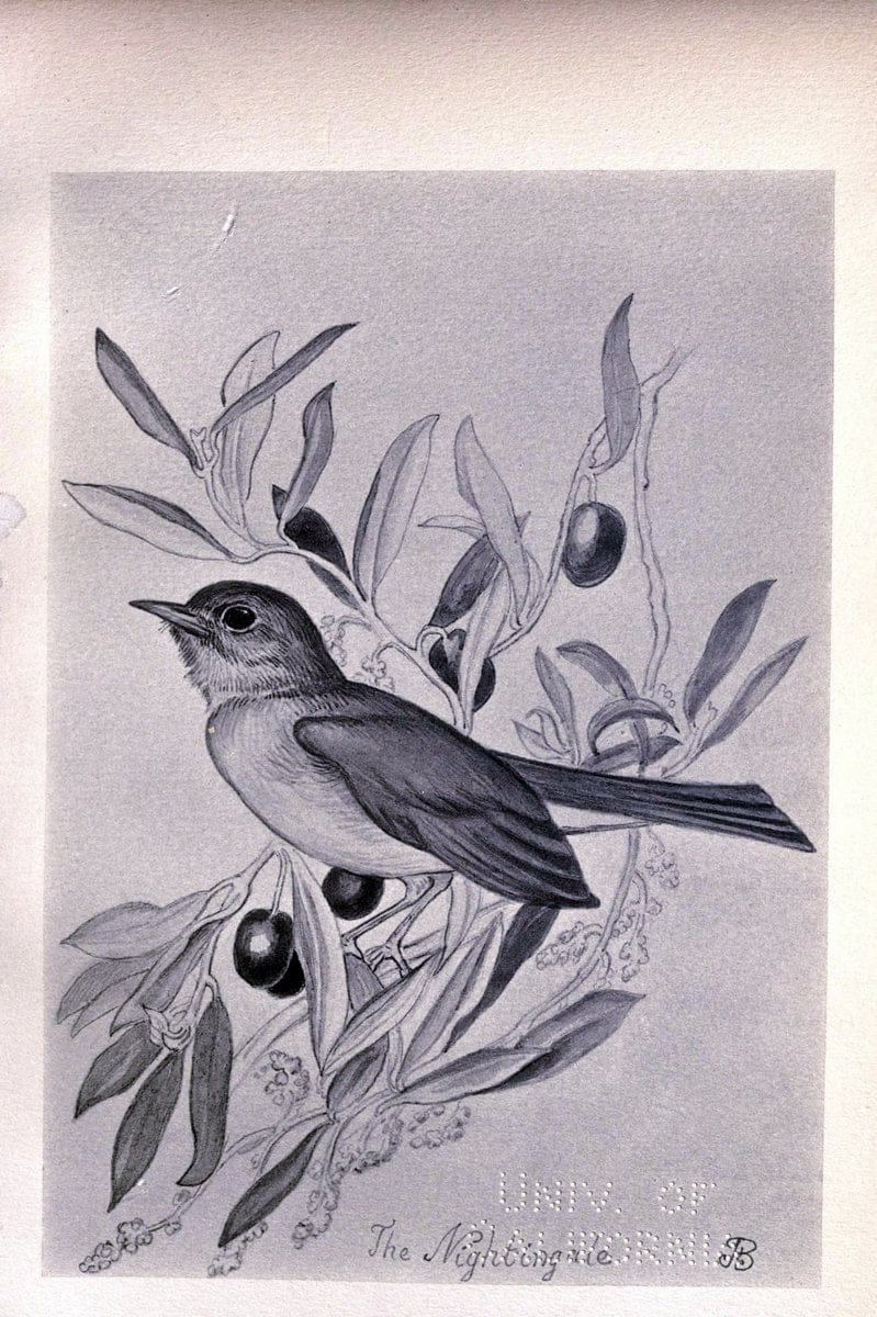 Birds from Moidart and elsewhere /.Edinburgh :David Douglas,1895.  | Birds Scotland  | Vintage Print Reproduction 462375
