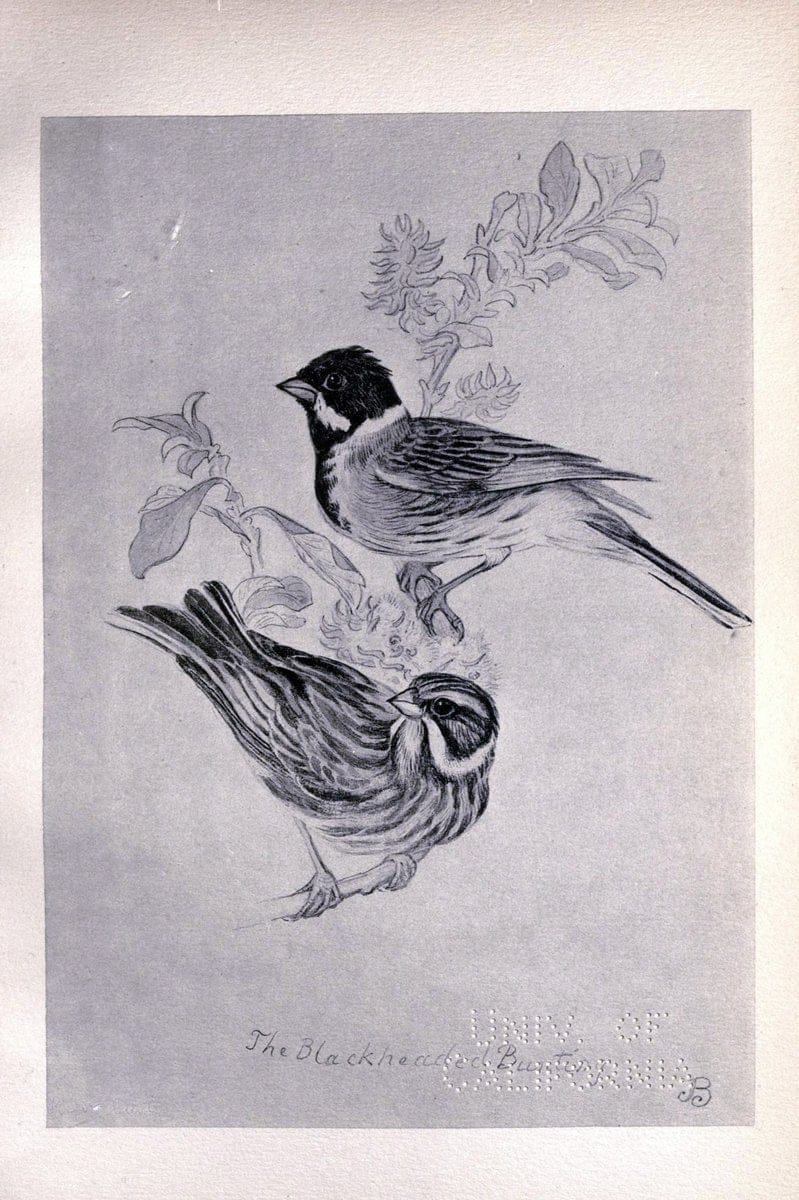 Birds from Moidart and elsewhere /.Edinburgh :David Douglas,1895.  | Birds Scotland  | Vintage Print Reproduction 462378