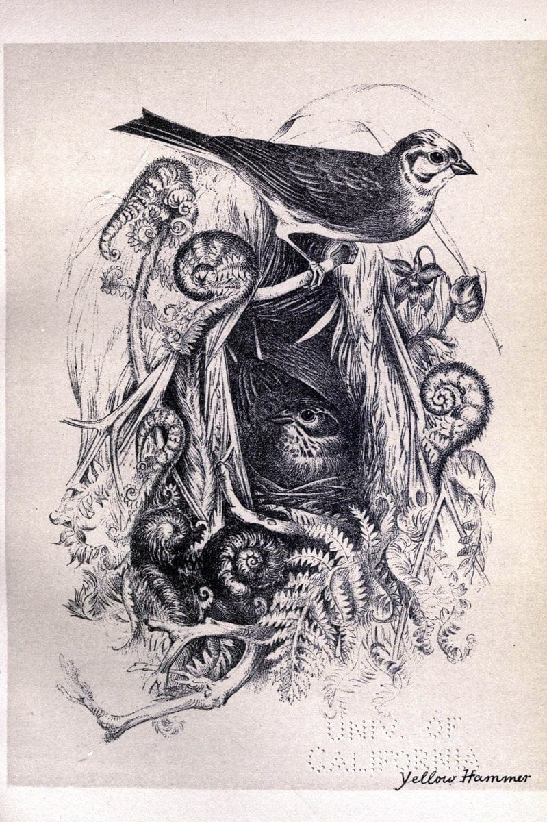 Birds from Moidart and elsewhere /.Edinburgh :David Douglas,1895.  | Birds Scotland  | Vintage Print Reproduction 462379