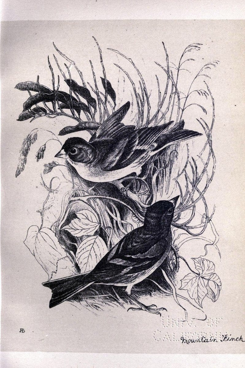 Birds from Moidart and elsewhere /.Edinburgh :David Douglas,1895.  | Birds Scotland  | Vintage Print Reproduction 462380