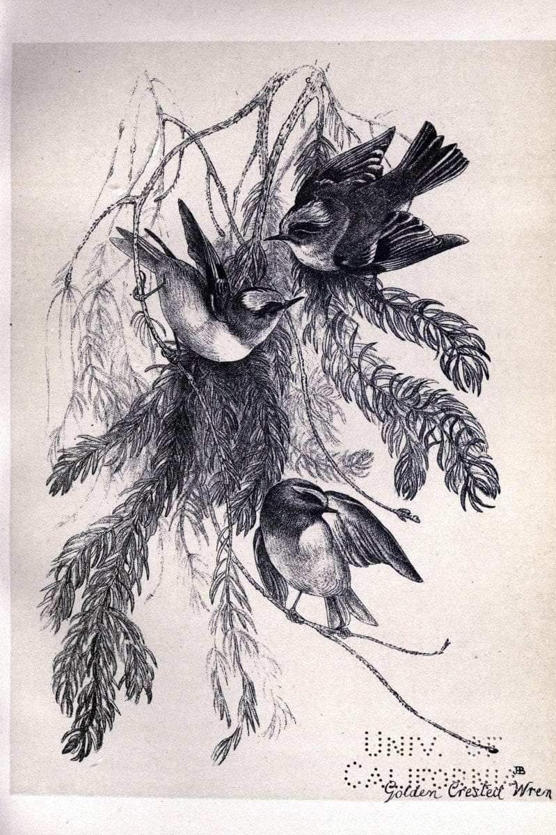 Birds from Moidart and elsewhere /.Edinburgh :David Douglas,1895.  | Birds Scotland  | Vintage Print Reproduction 462381