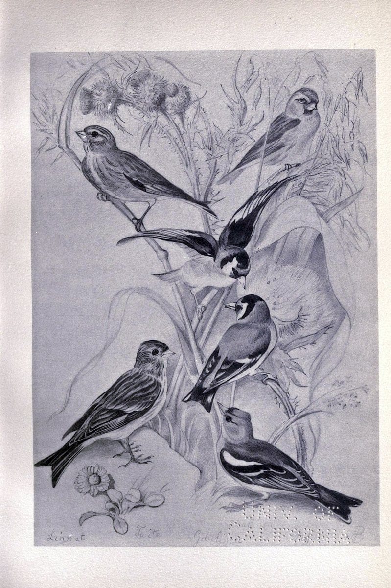 Birds from Moidart and elsewhere /.Edinburgh :David Douglas,1895.  | Birds Scotland  | Vintage Print Reproduction 462382