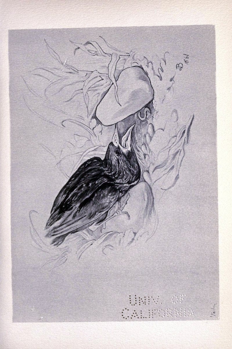 Birds from Moidart and elsewhere /.Edinburgh :David Douglas,1895.  | Birds Scotland  | Vintage Print Reproduction 462384