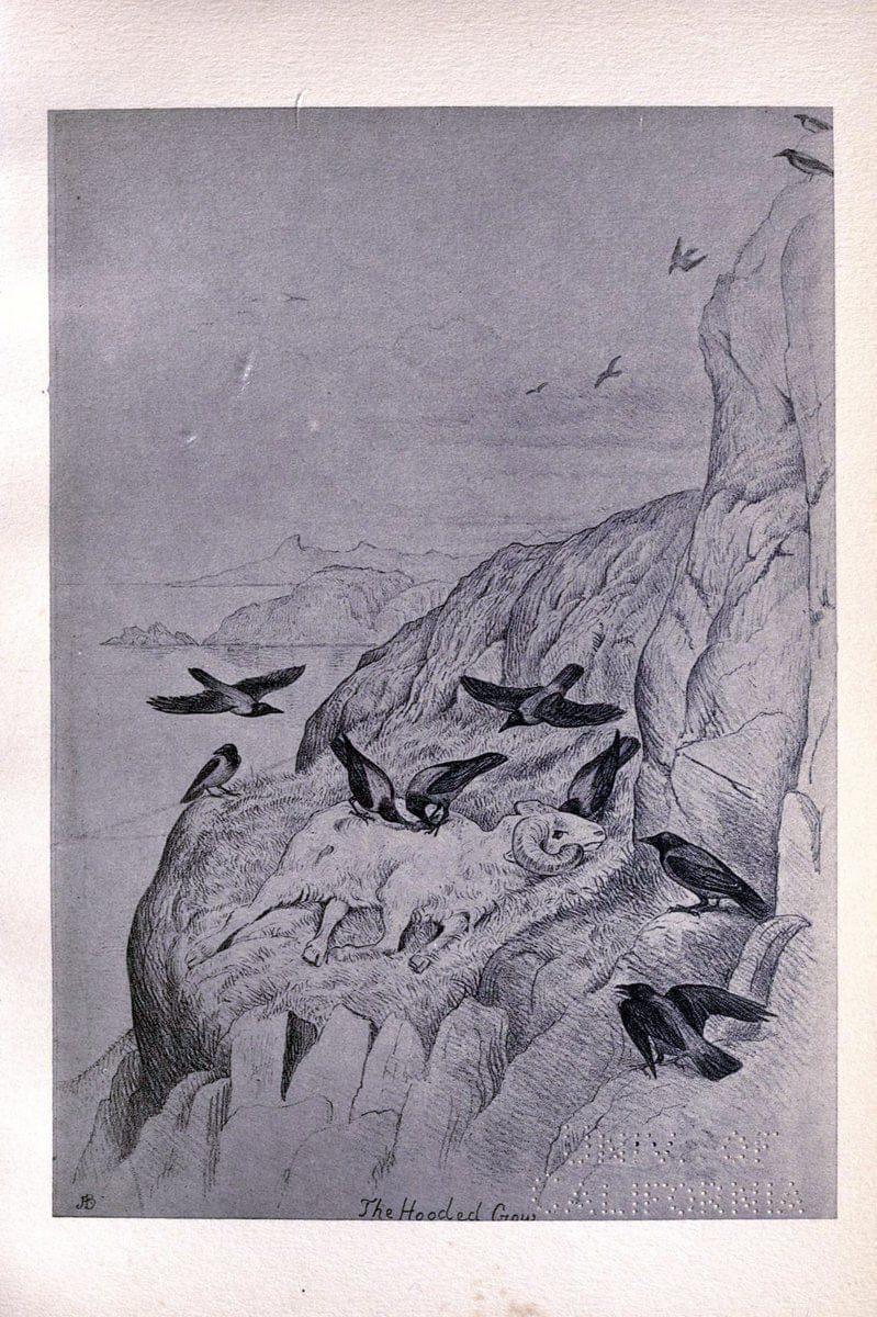 Birds from Moidart and elsewhere /.Edinburgh :David Douglas,1895.  | Birds Scotland  | Vintage Print Reproduction 462386