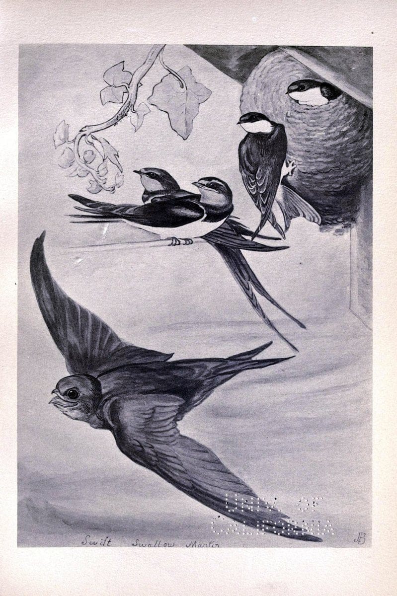Birds from Moidart and elsewhere /.Edinburgh :David Douglas,1895.  | Birds Scotland  | Vintage Print Reproduction 462389