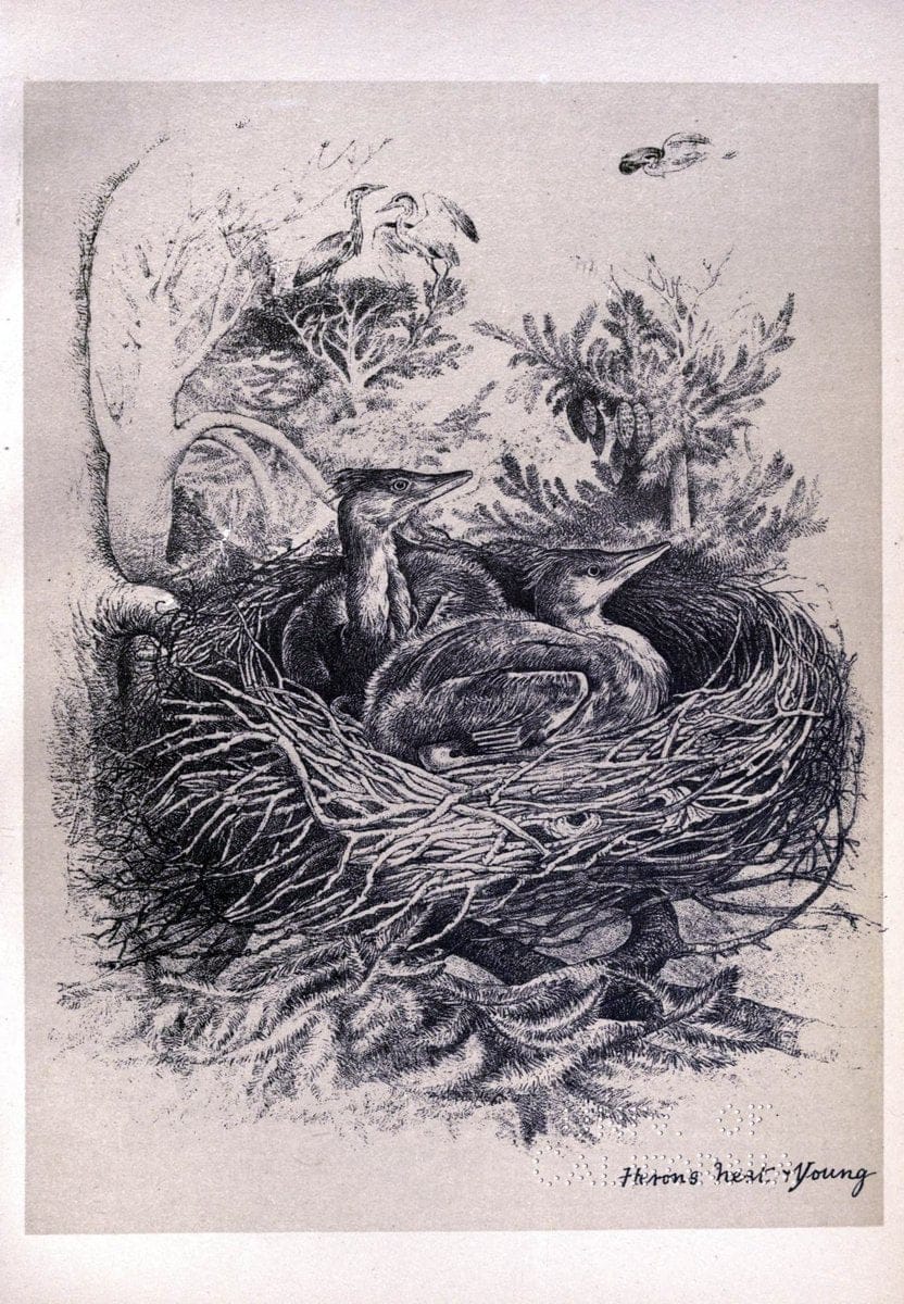 Birds from Moidart and elsewhere /.Edinburgh :David Douglas,1895.  | Birds Scotland  | Vintage Print Reproduction 462393