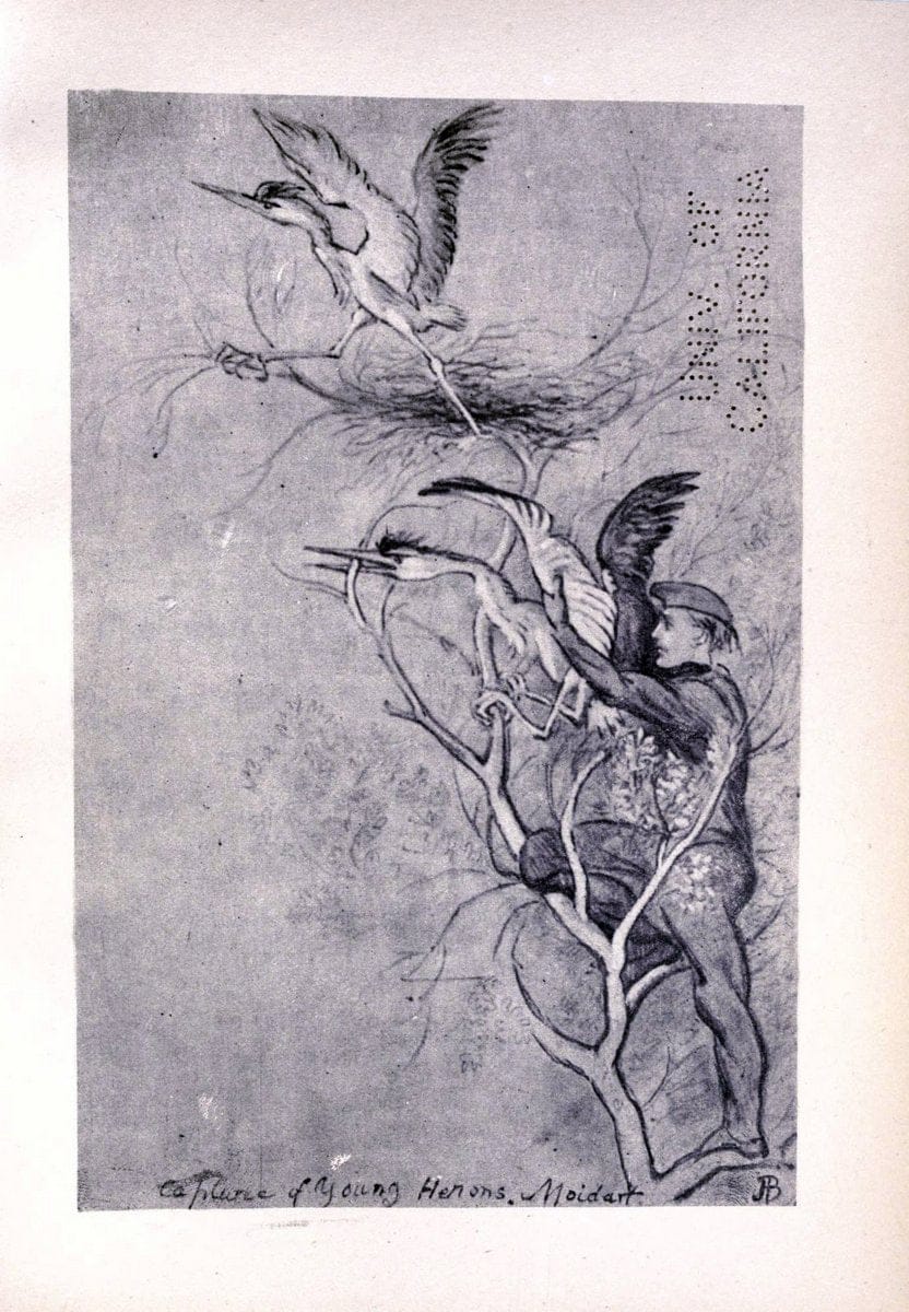 Birds from Moidart and elsewhere /.Edinburgh :David Douglas,1895.  | Birds Scotland  | Vintage Print Reproduction 462394