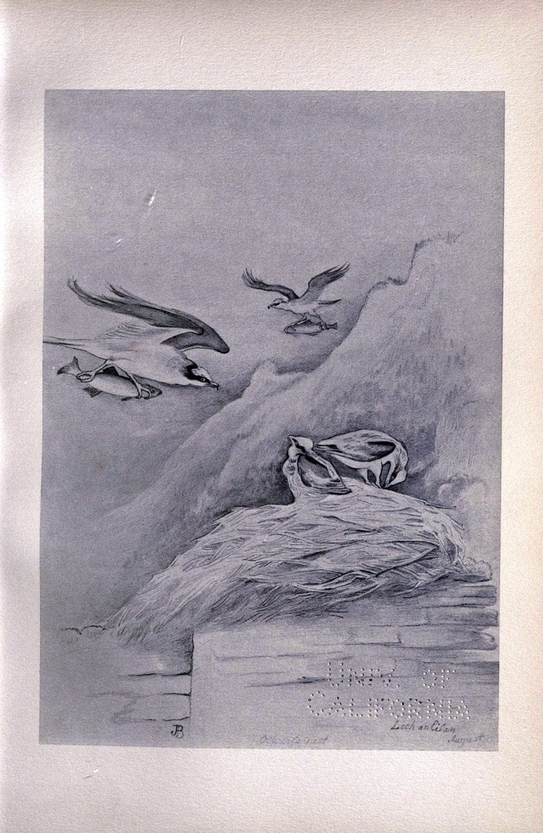 Birds from Moidart and elsewhere /.Edinburgh :David Douglas,1895.  | Birds Scotland  | Vintage Print Reproduction 462395