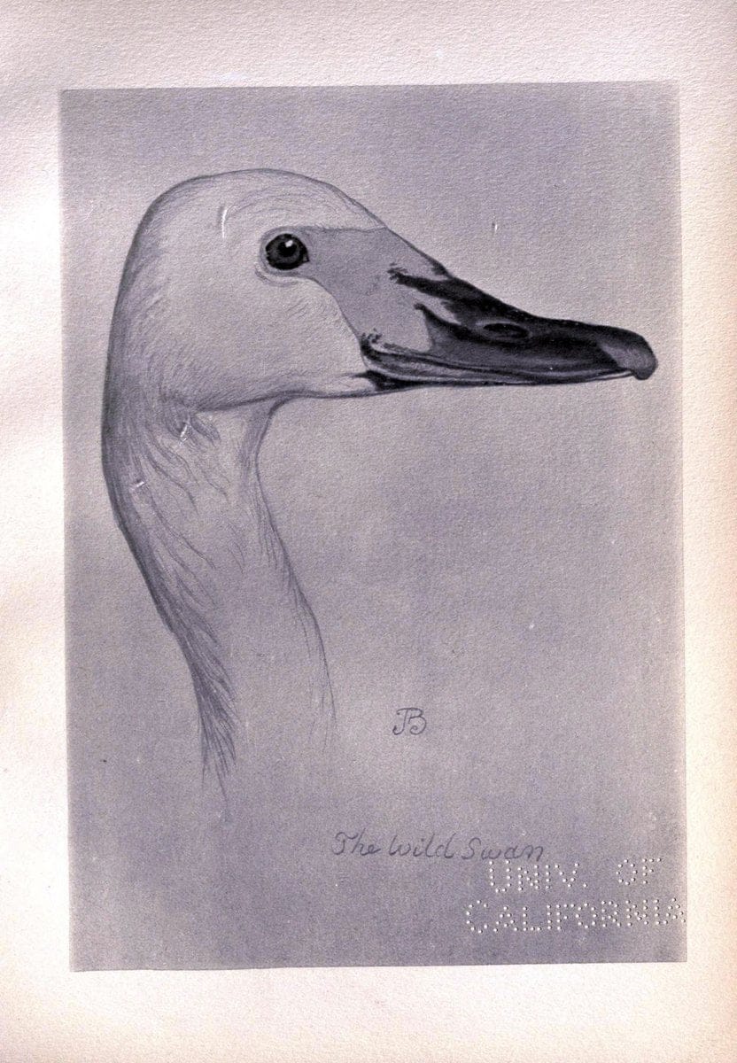 Birds from Moidart and elsewhere /.Edinburgh :David Douglas,1895.  | Birds Scotland  | Vintage Print Reproduction 462396