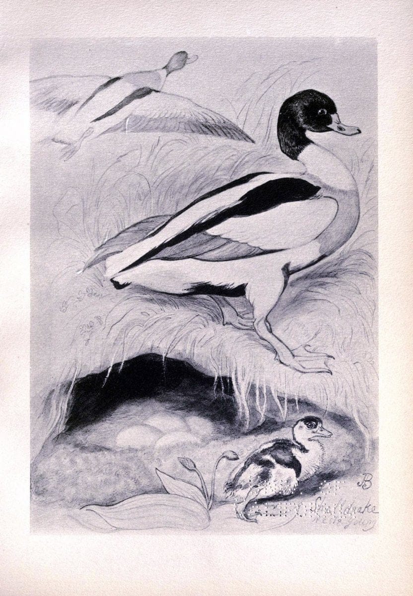 Birds from Moidart and elsewhere /.Edinburgh :David Douglas,1895.  | Birds Scotland  | Vintage Print Reproduction 462397