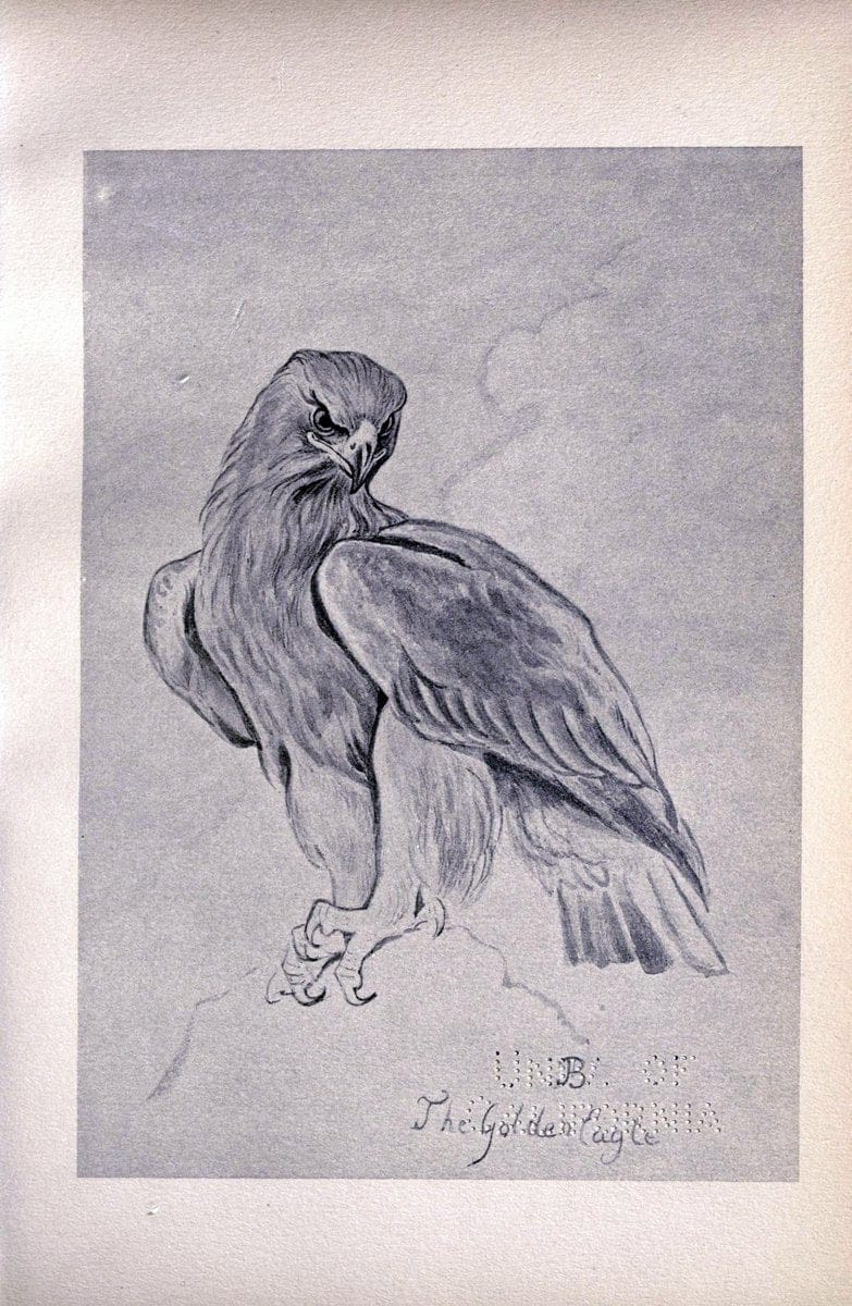 Birds from Moidart and elsewhere /.Edinburgh :David Douglas,1895.  | Birds Scotland  | Vintage Print Reproduction 462399